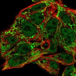 MRPL46 Antibody, Novus Biologicals 25 &mu;L; Unlabeled:Antibodies, Polyclonal